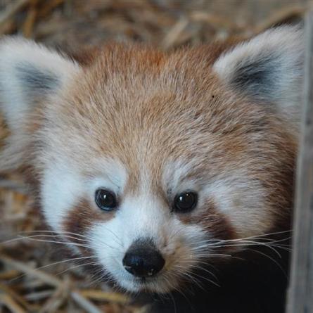 Roter Panda (Kleiner Panda)
